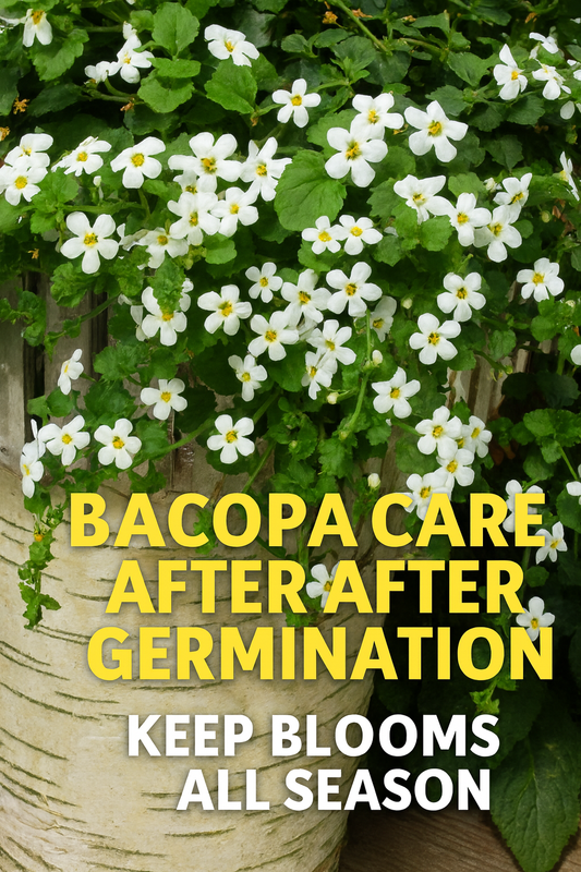 White Bacopa flowers cascading from a pot with text overlay Bacopa Care After Germination | Keep Blooms All Season