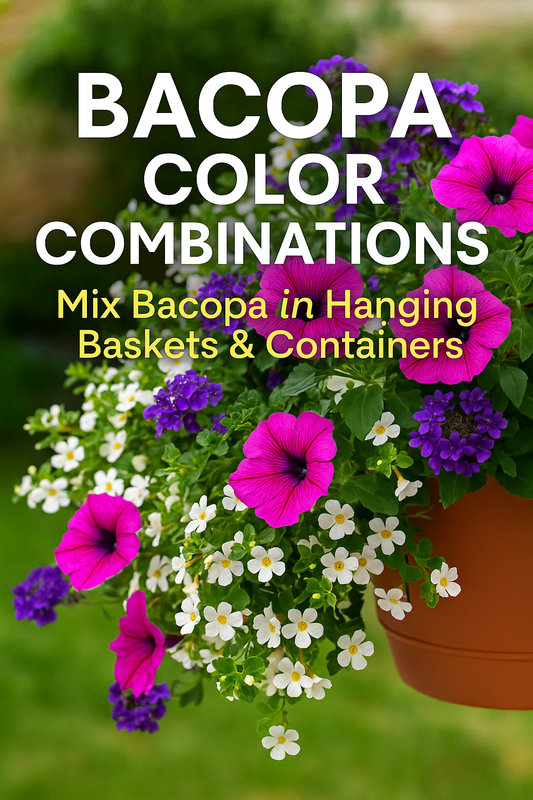 Bacopa flowers mixed with Verbena, Petunia, and Vinca in colorful hanging baskets and planters — bright design ideas for summer containers