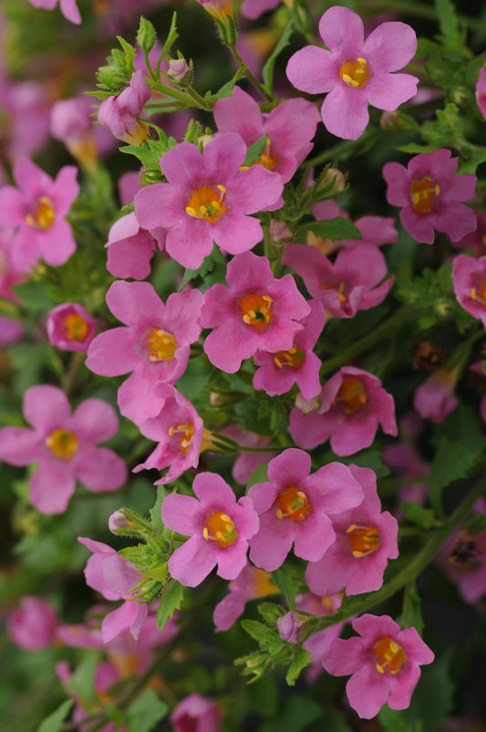 Trailing Bacopa Pinktopia flowers in full bloom, spilling from a hanging basket with soft pink petals and bright green foliage.