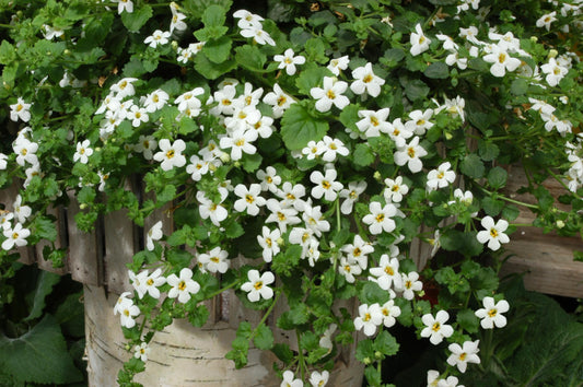 White Bacopa flowers trailing from a container with small five-petaled blooms and green foliage, ideal for hanging baskets and pots