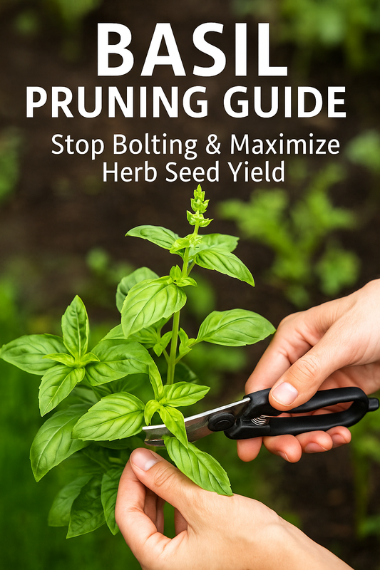 Pruned basil plant showing how to pinch stems to prevent bolting and increase herb yield.