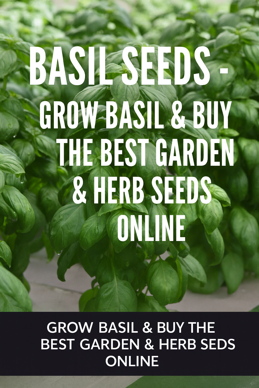 Basil Seeds – Grow Basil & Buy the Best Garden & Herb Seeds Online ...