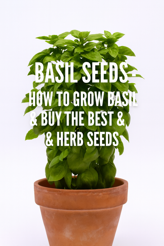 basil plant in clay pot grown from seed