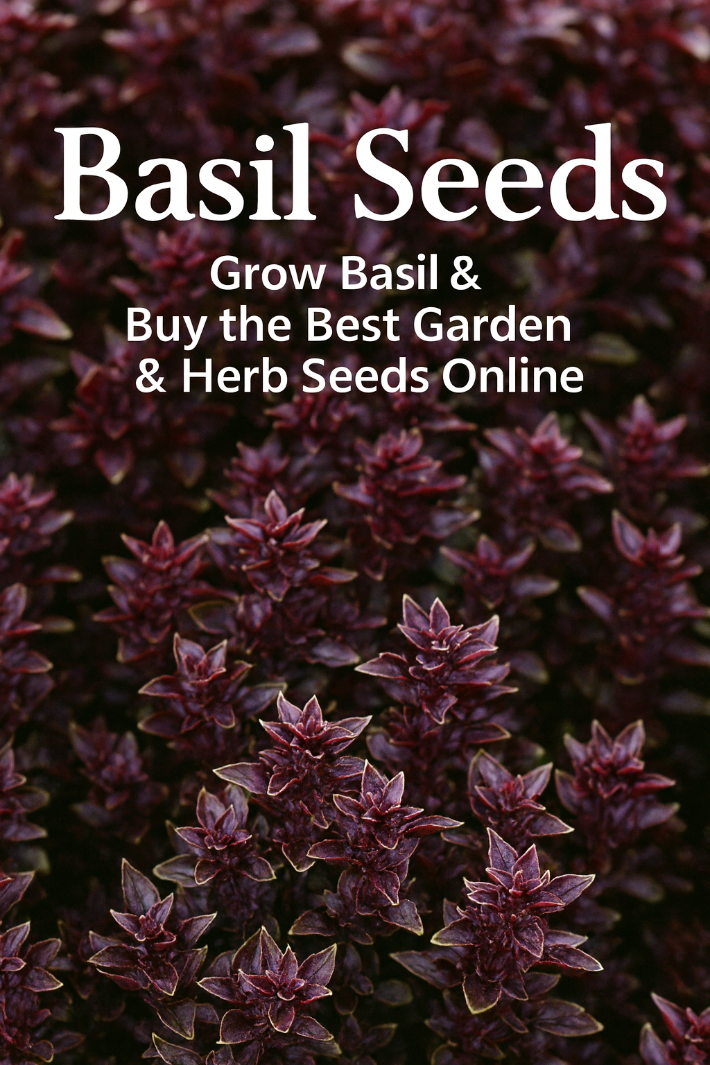 Basil Seeds – Grow Basil & Buy the Best Garden & Herb Seeds Online ...
