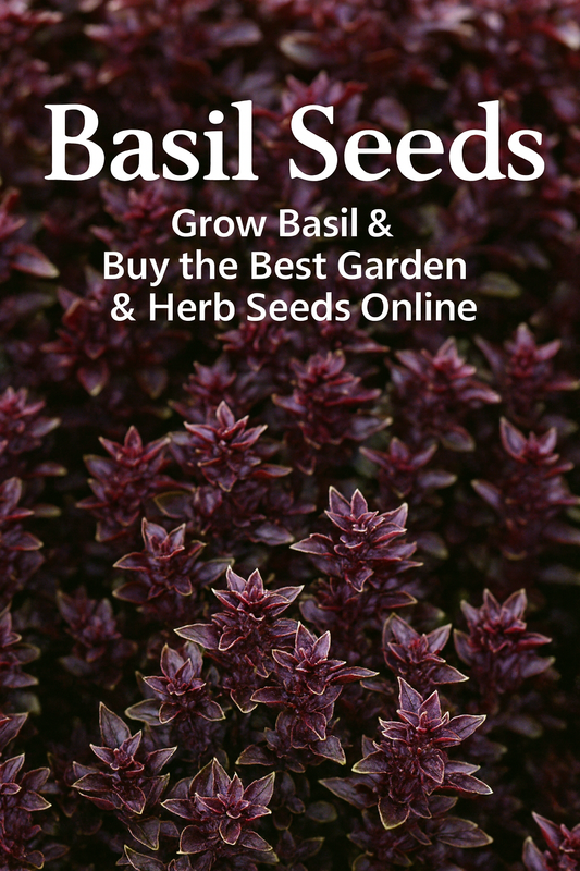 purple basil leaves close up
