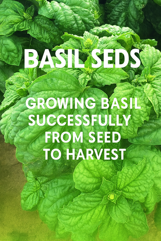 fresh green basil leaves growing from seed