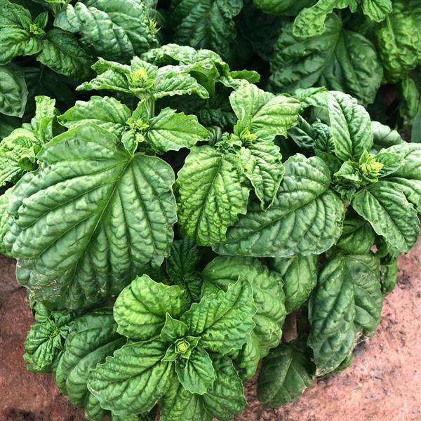 Top 10 Easy to Grow Herbs for Container Gardens