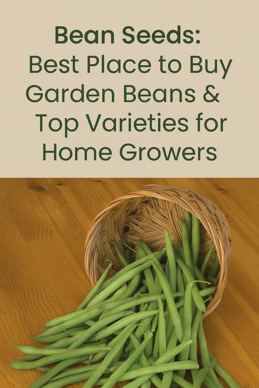 Fresh picked green beans spilling from a basket – best bean seeds to buy for home gardens