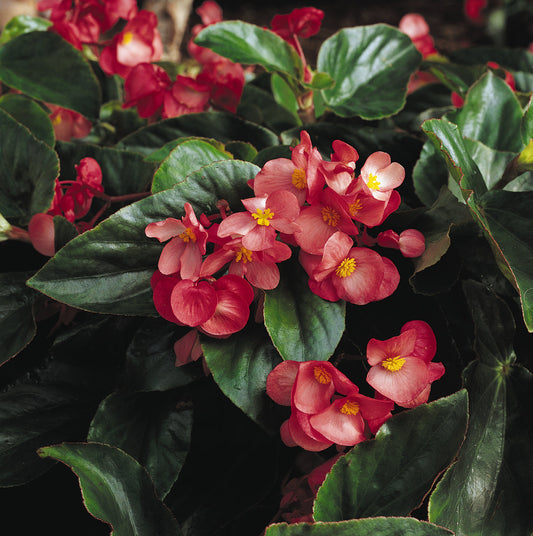 “Dragon Wing Pink Begonia blooms cascading from a hanging basket, surrounded by lush green foliage”