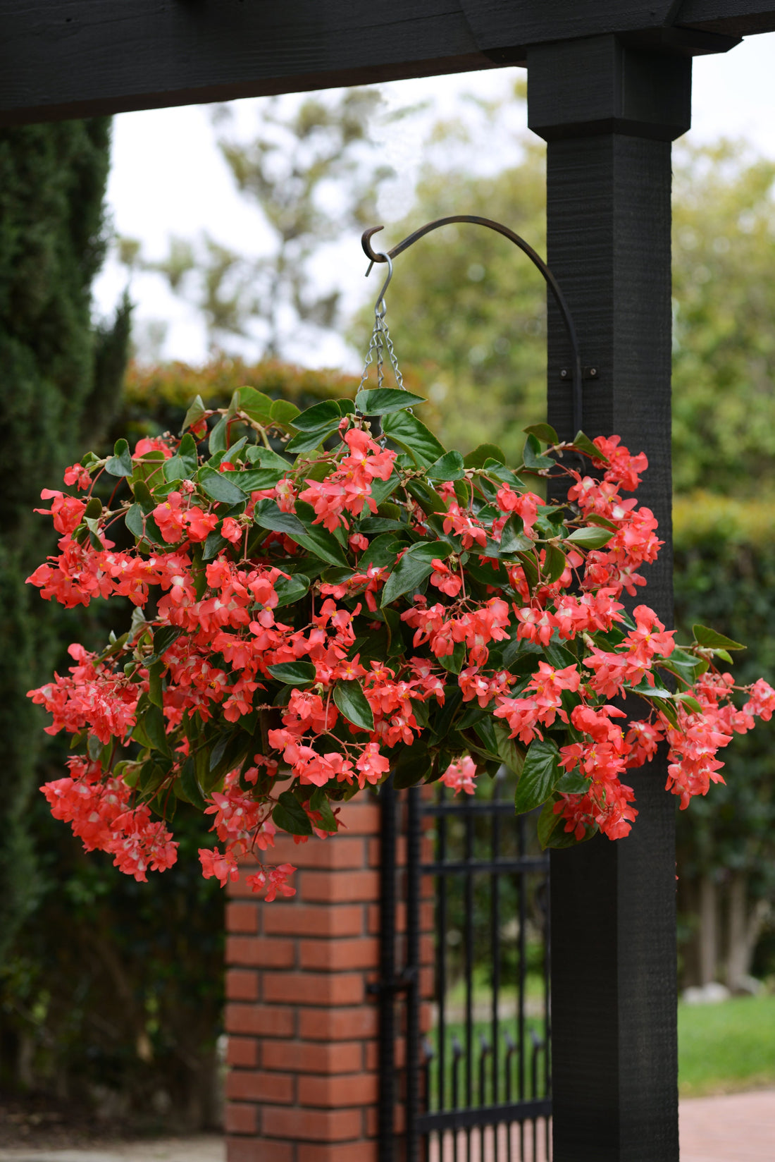 Dragon Wing Red Begonia flowers blooming in a hanging basket, known for bold color and heat tolerance, grown from pelleted seeds by Trailing Petunia