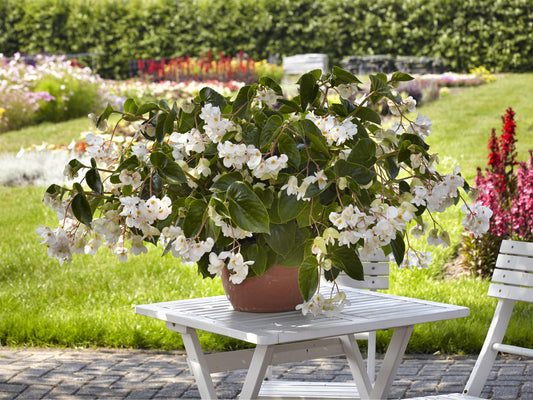  Dragon Wing White Begonia blooms in a patio container with lush green foliage and delicate white flowers.