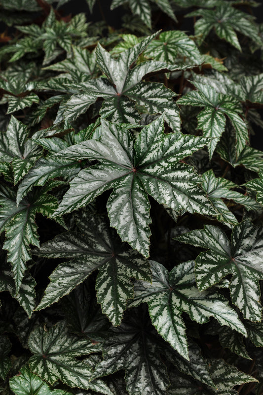 "Silvery white and green leaves of Gryphon Begonia White grown from seed"
