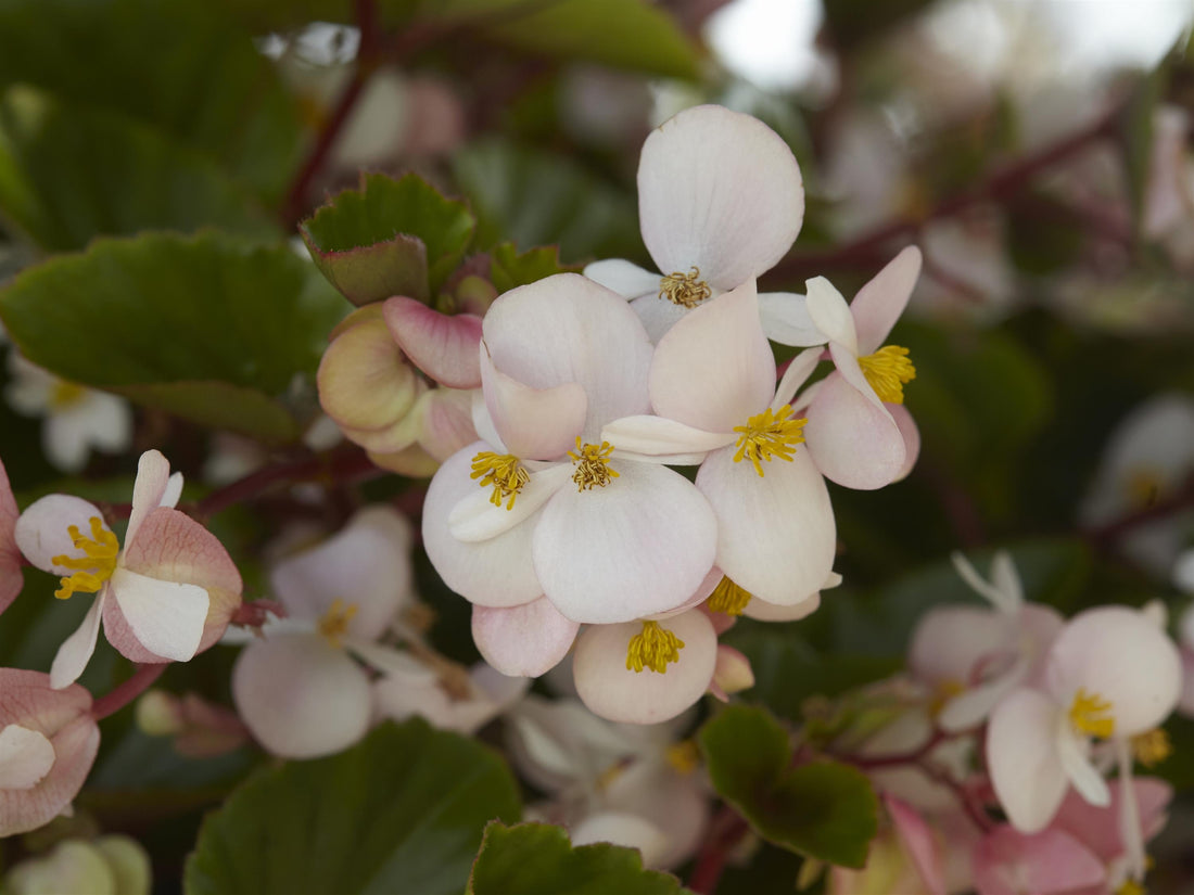 Close-up of Begonia Hula Blush flowers in soft pink and coral shades, ideal for shade containers and hanging baskets.