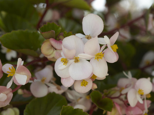 Close-up of Begonia Hula Blush flowers in soft pink and coral shades, ideal for shade containers and hanging baskets.