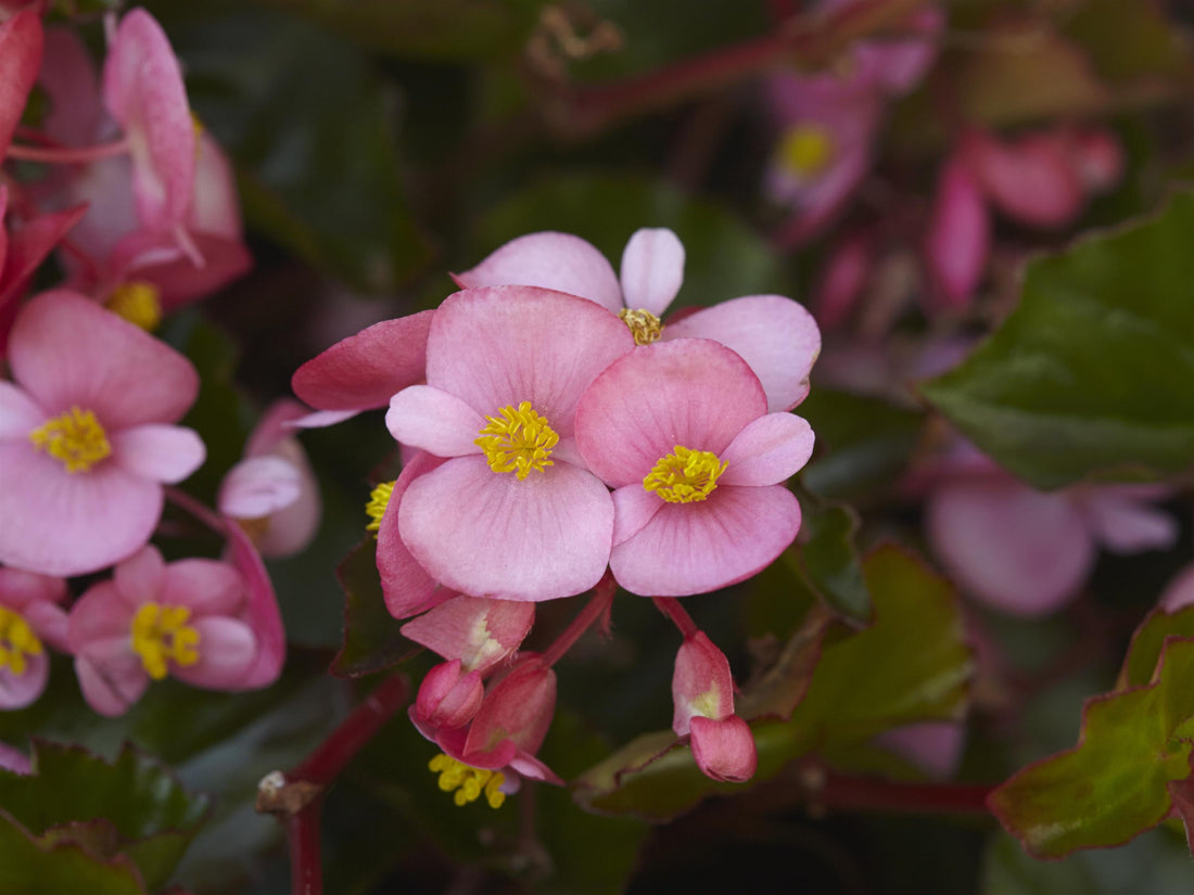 Blooming Begonia Hula Pink flowers with trailing pink petals in shade garden container