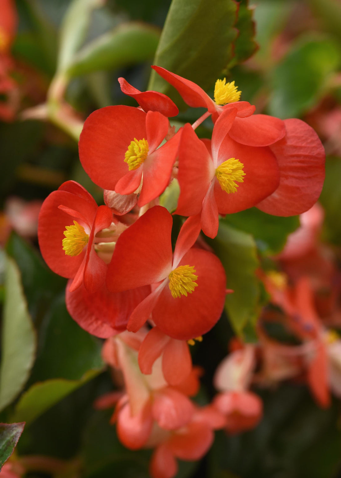 Trailing Begonia Hula Red with bright red flowers and lush green foliage in a hanging basket