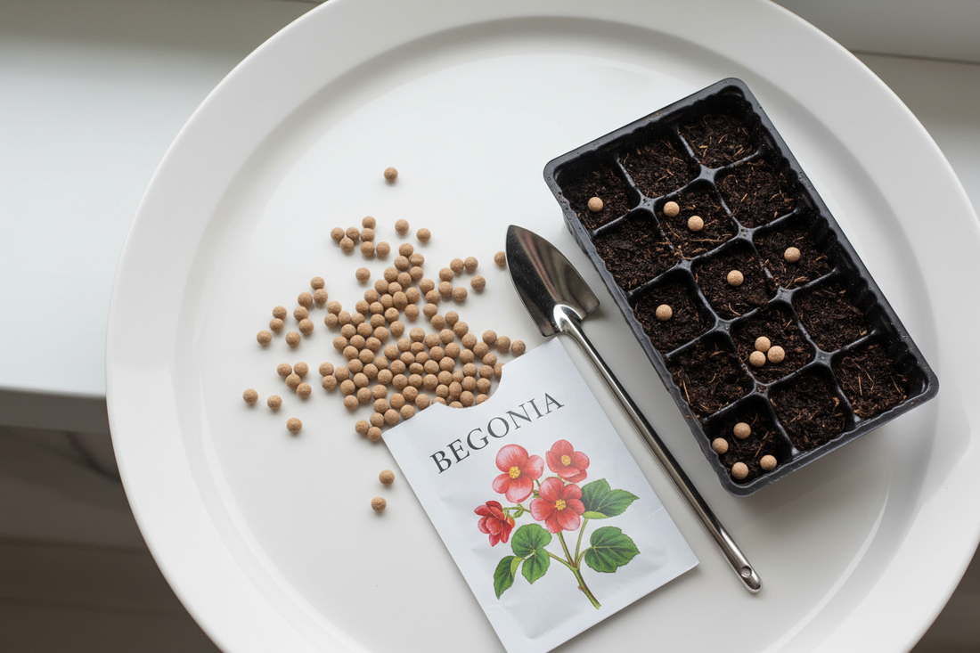 Begonia pelleted seeds next to a seed starting tray ready for sowing indoors