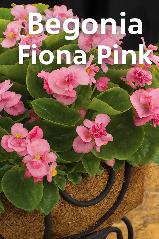 https://www.trailingpetunia.com/products/begonia-seeds-begonias-fiona-pink-25-pelleted-seeds?_pos=2&_sid=1c5c530a1&_ss=r