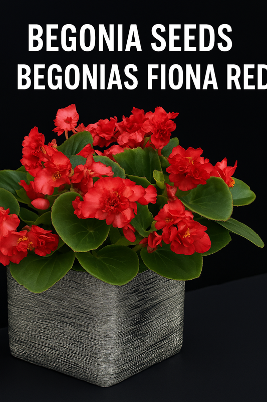 Begonia Fiona Red flowers blooming in a container with vibrant double red petals