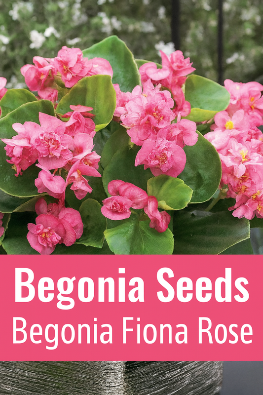 Begonia Fiona Rose with vibrant double pink blooms in a garden container