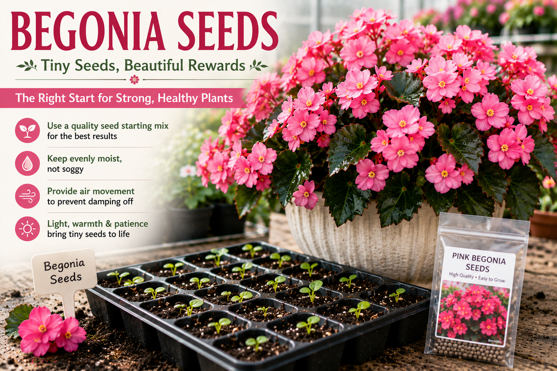 Pink begonia seedlings growing in seed trays with healthy young plants and blooming begonias in a greenhouse seed starting environment