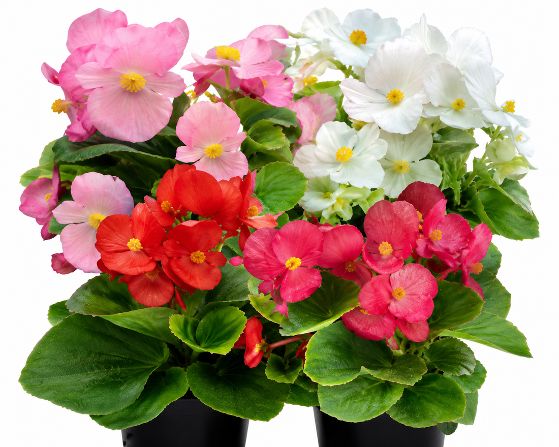 Colorful begonias grown from seed showing different begonia types