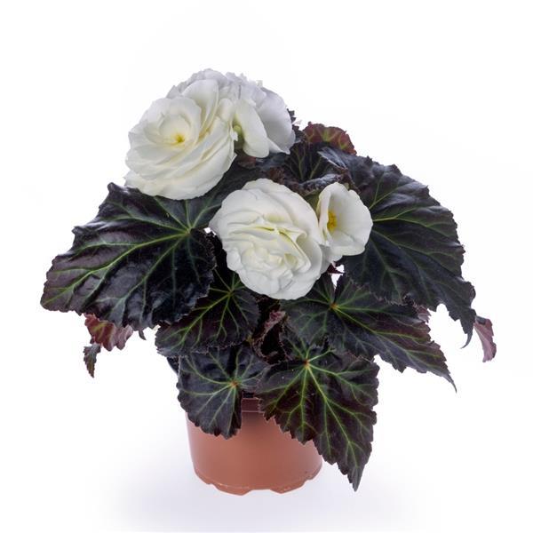 Trailing begonia overflowing in a hanging basket, a featured begonia seed choice from Garden Starts Nursery