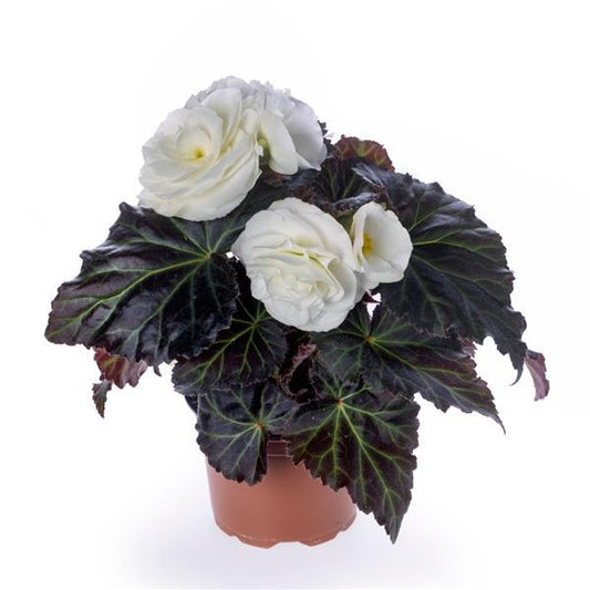 Trailing begonia overflowing in a hanging basket, a featured begonia seed choice from Garden Starts Nursery