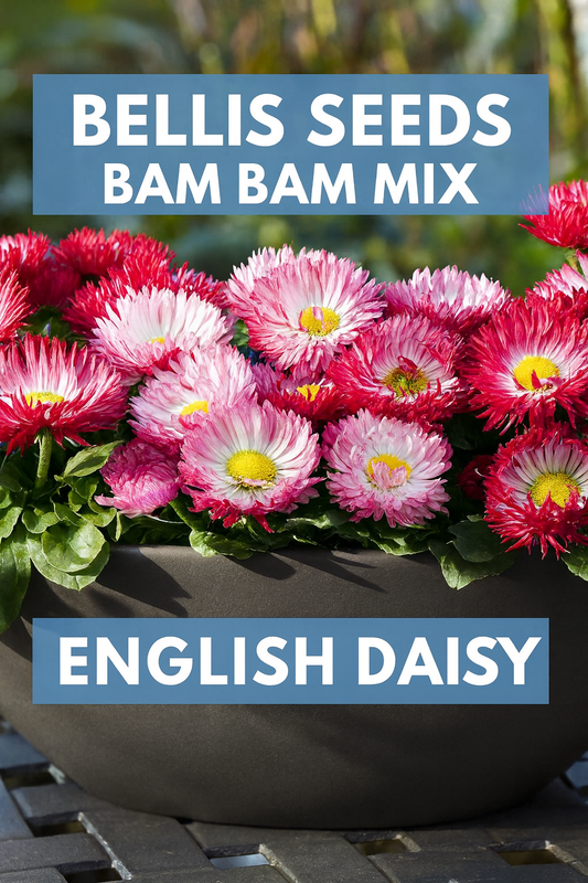 Bellis Bam Bam Mix English Daisy in bloom, showcasing vibrant shades of red, pink, and white double flowers in a container, perfect for spring gardens and borders