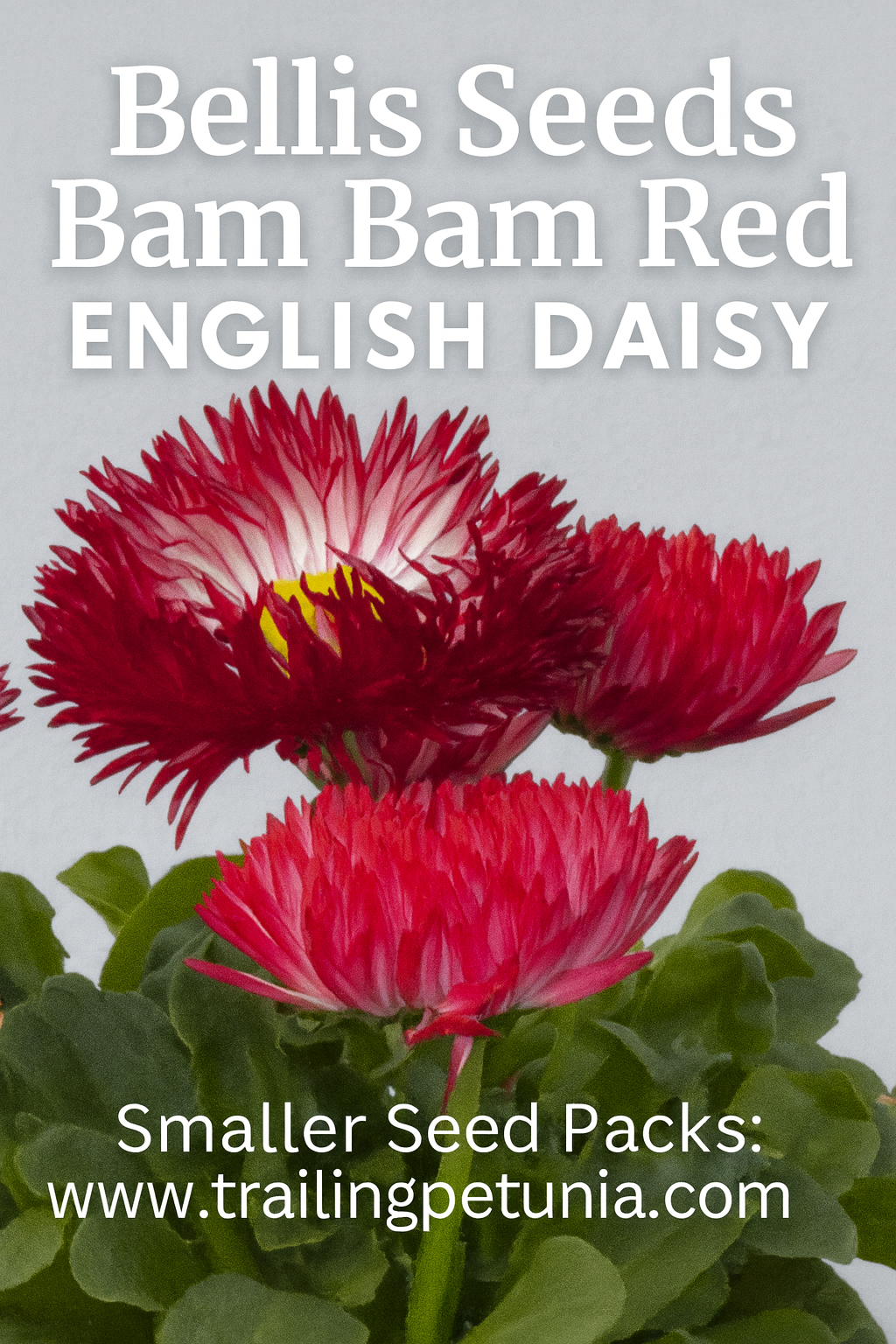 Bellis Bam Bam Red English Daisy with vibrant red double blooms and yellow centers, growing in a lush green plant, ideal for spring gardens, borders, and containers
