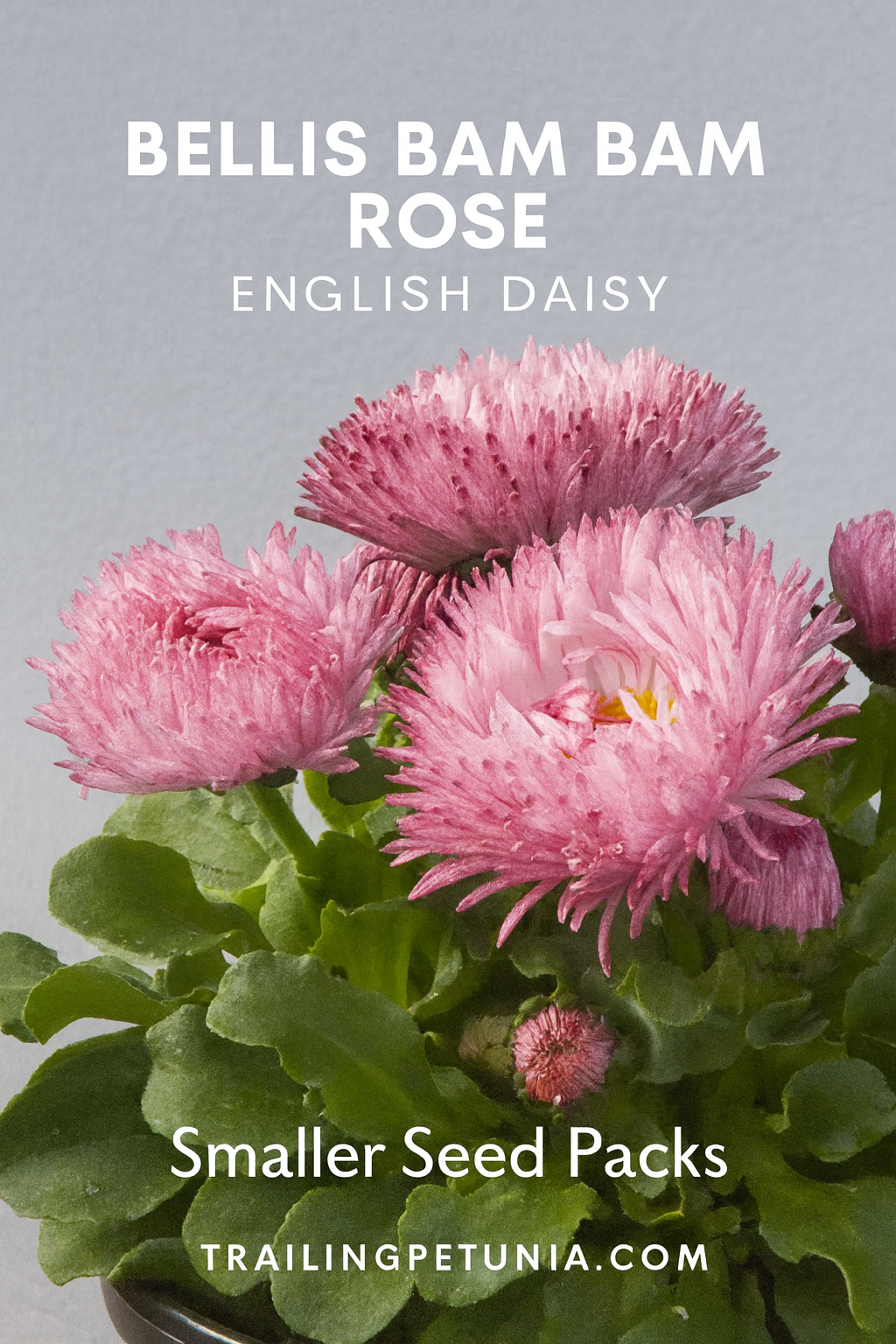 Bellis Bam Bam Rose English Daisy featuring soft rose-pink double blooms with yellow centers, compact growth ideal for spring containers, borders, and cottage gardens