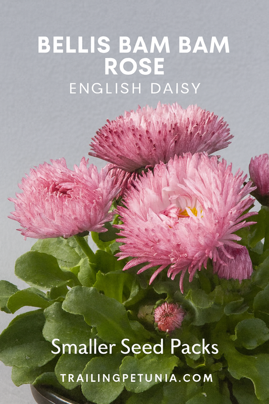 Bellis Bam Bam Rose English Daisy featuring soft rose-pink double blooms with yellow centers, compact growth ideal for spring containers, borders, and cottage gardens