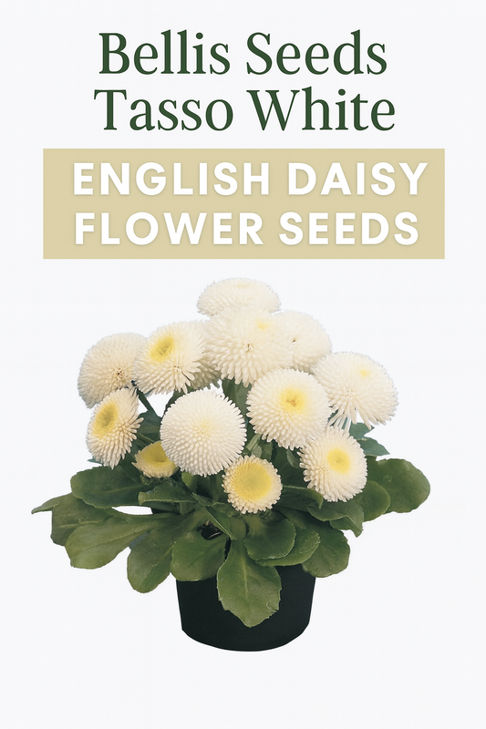 Bellis Tasso White English Daisy with pure white double pompon blooms and compact green foliage, perfect for spring containers, cottage gardens, and borders