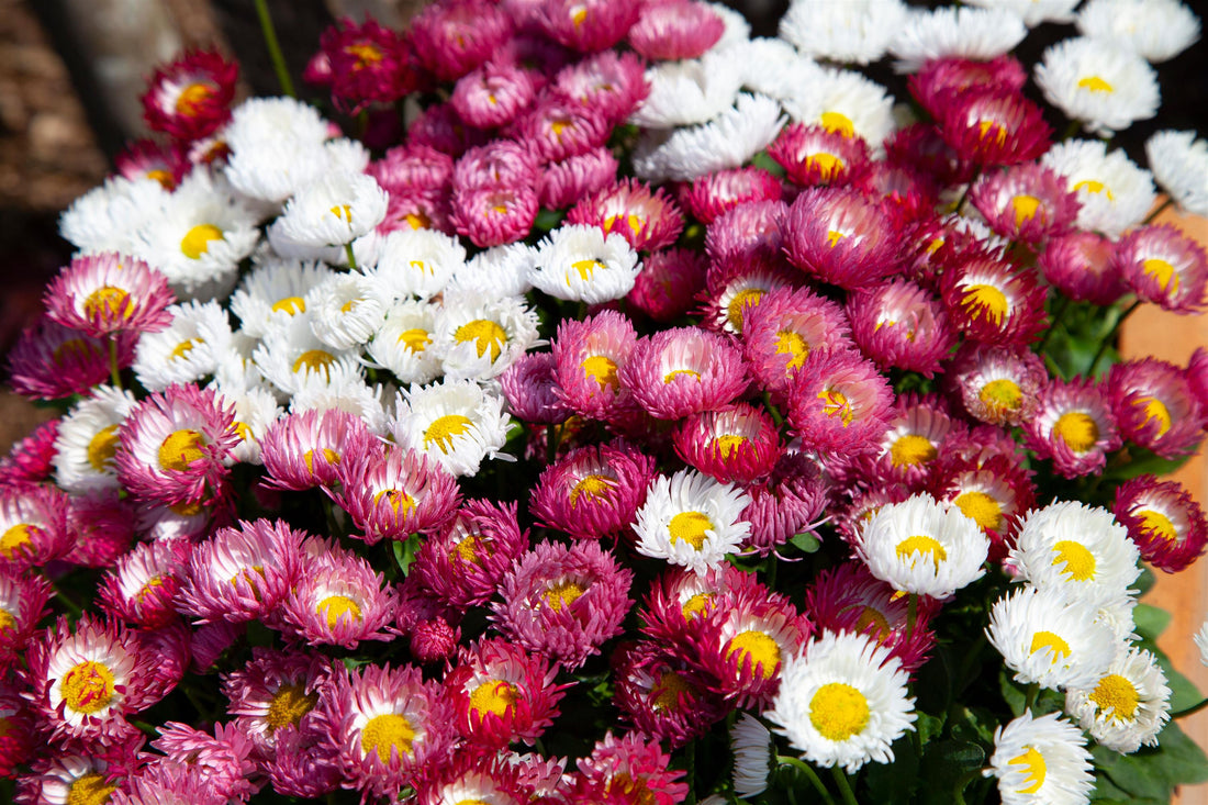 Why You’ll Love Growing Bellis (English Daisy) in Your Garden