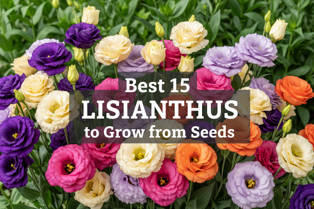Best 15 lisianthus varieties to grow from seeds — colorful cut flower garden featuring purple, lavender, champagne, pink, and orange lisianthus blooms