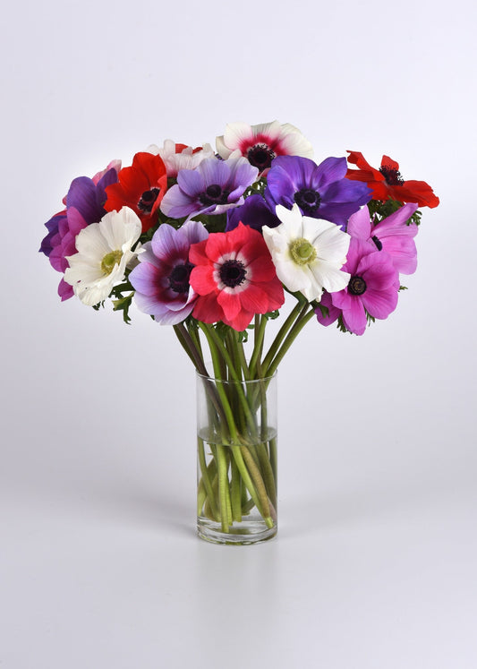 Florist-style bouquet of anemone cut flowers in red, purple, pink, and white, displayed in a glass vase,