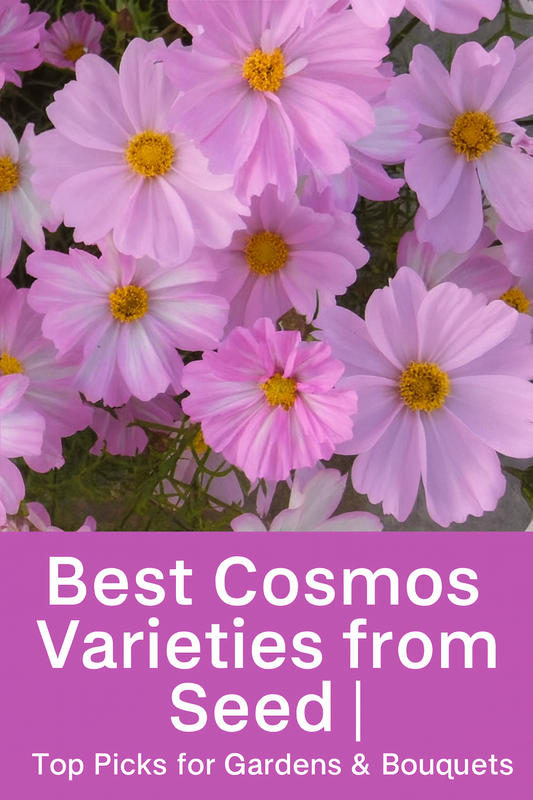 Soft pink cosmos flowers in full bloom — top cosmos varieties from seed for cutting gardens, bouquets, and summer color.