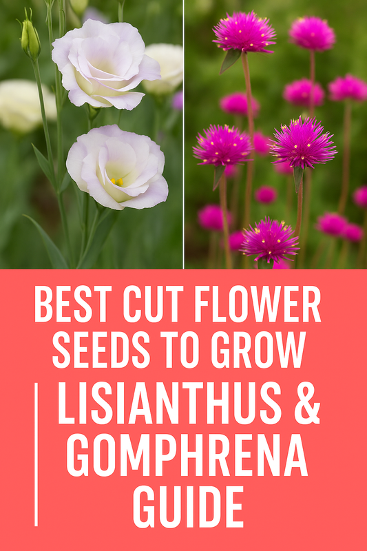 Lisianthus and Gomphrena Fireworks flowers in bloom — elegant pastel Lisianthus paired with vivid magenta Gomphrena, showcasing the best cut flower seeds for bouquets and greenhouse growers