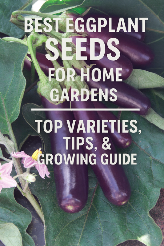 Deep purple eggplants on the plant — best eggplant seeds for home vegetable gardens.