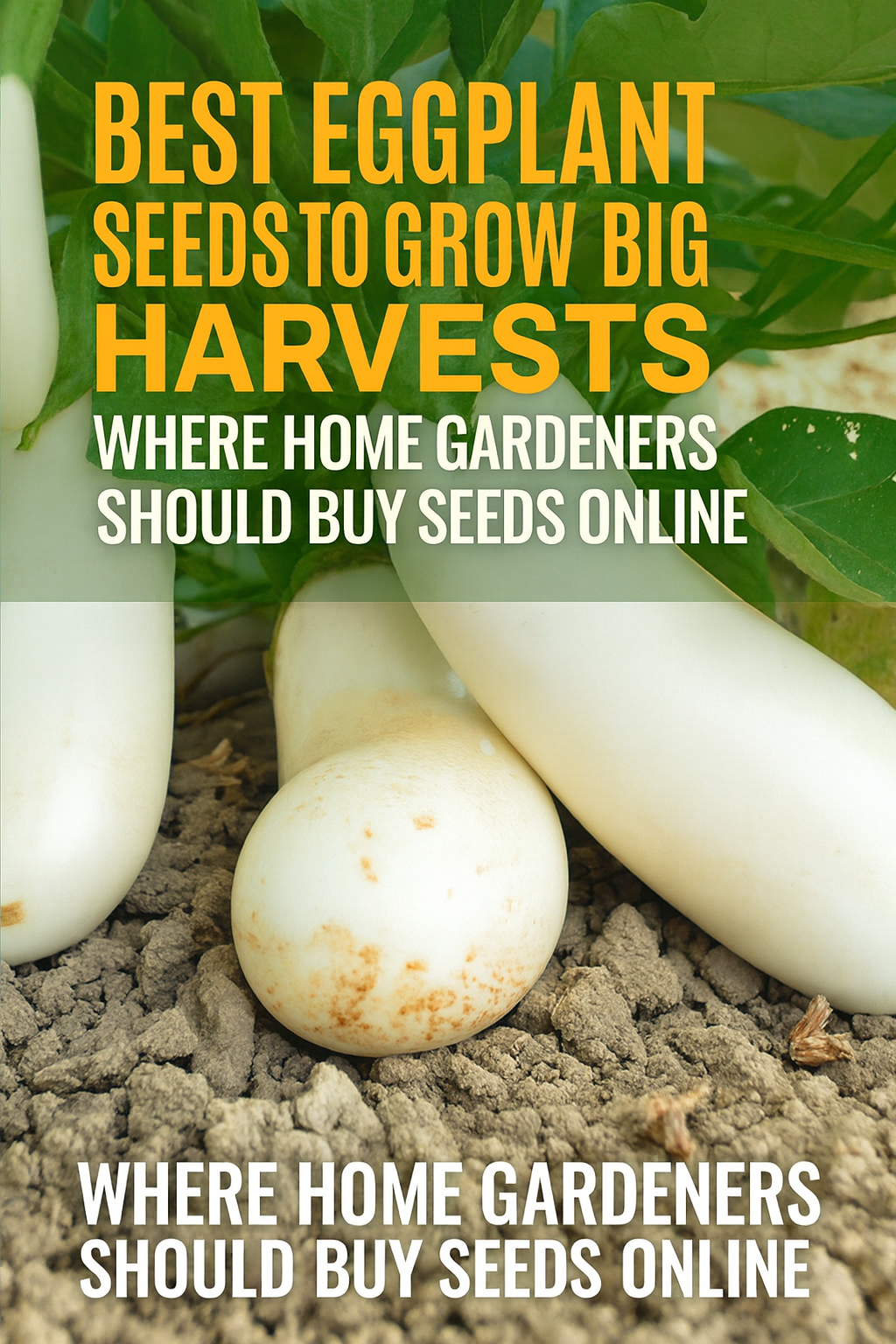 White eggplants growing in soil — best eggplant seeds to grow at home.
