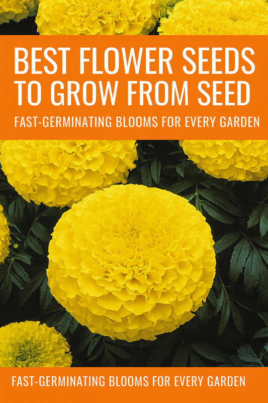 Bright yellow African marigold flowers in full bloom — best flower seeds to grow from seed for quick color and fast-germinating garden blooms.