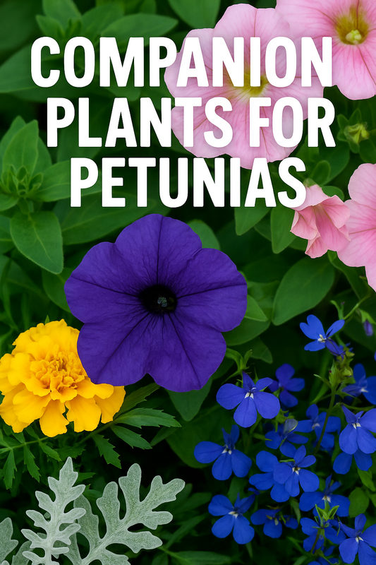 Mixed flowers with petunias in a garden display