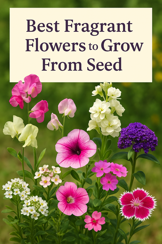 Fragrant sweet peas, stock, petunias, and heliotrope blooming in a colorful summer garden.