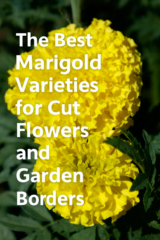 Bright yellow African marigold bloom showcasing the best marigold varieties for cut flowers and garden borders. Ideal for Pinterest and flower seed blog use.