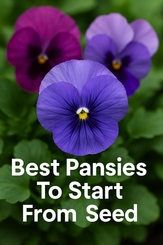 Vibrant pansy flowers grown from seed, showcasing the best pansies to start from seed and how to grow pansies successfully in gardens, planters, and pots