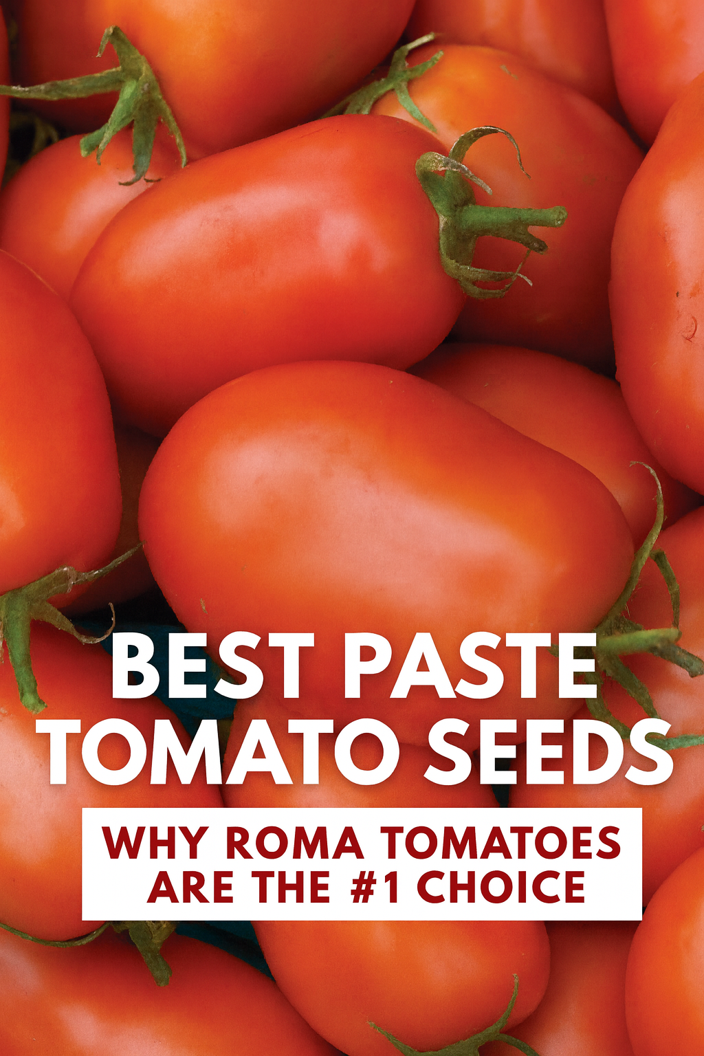 Roma paste tomatoes piled together showing bright red, meaty fruits