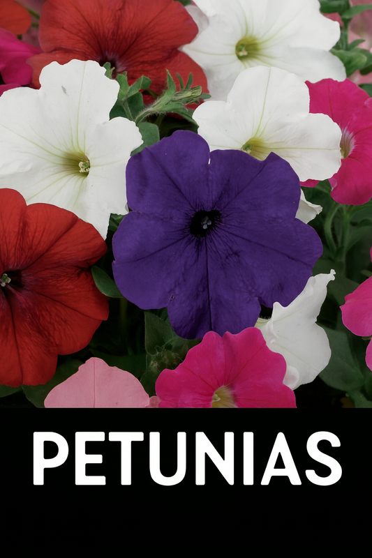 Best petunias for hanging baskets including Wave and Easy Wave varieties.