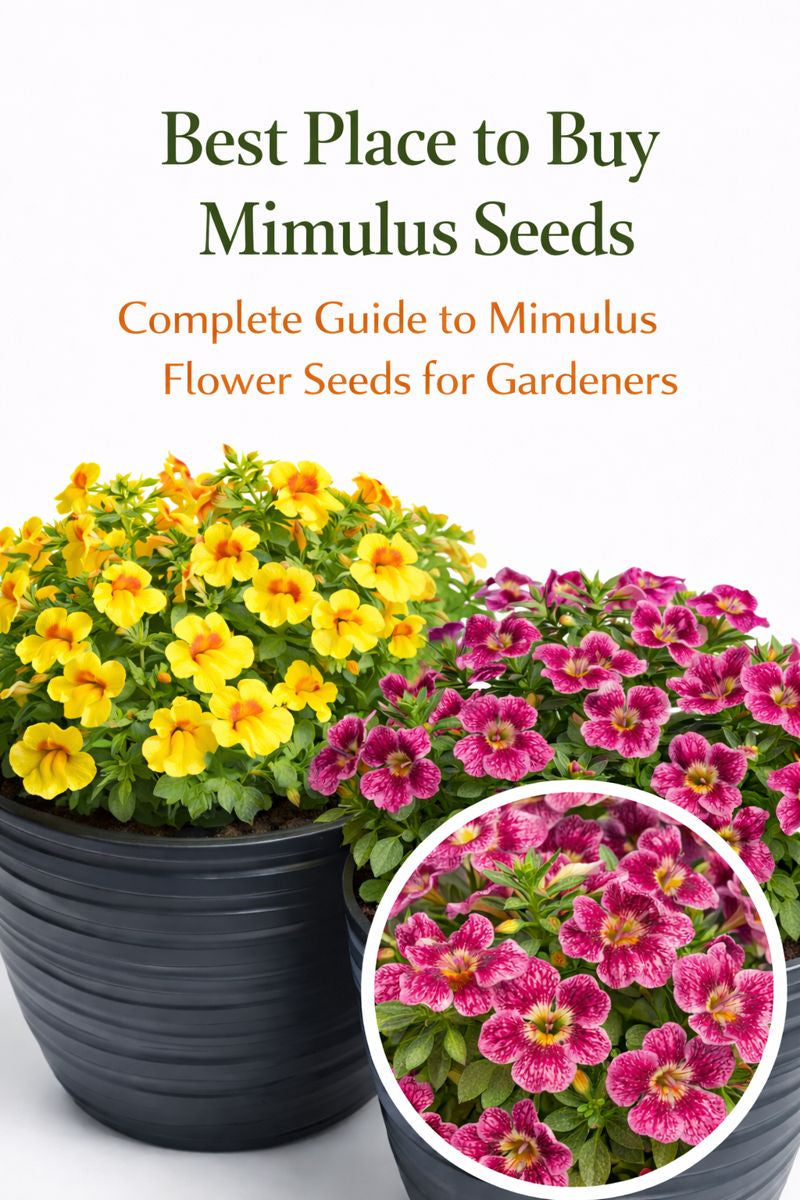 Mimulus flower seeds growing in colorful container plantings