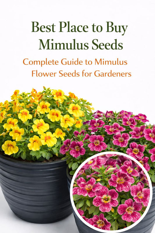 Mimulus flower seeds growing in colorful container plantings