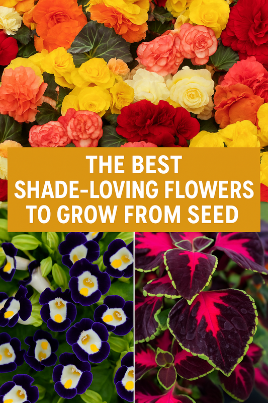 Collage of shade-loving flowers grown from seed, including colorful begonias, purple torenia, and vibrant coleus foliage, with overlay text reading ‘The Best Shade-Loving Flowers to Grow from Seed